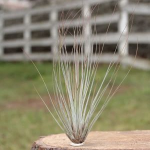 Juncea