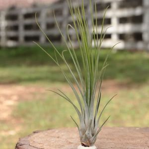 Juncifolia