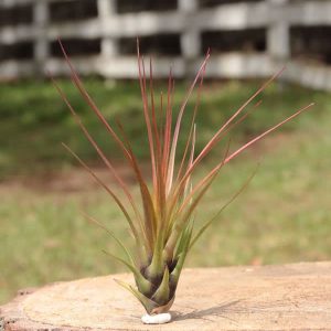 Melano Tricolor