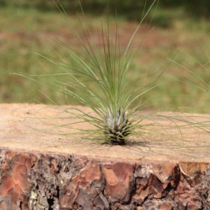 Filifolia