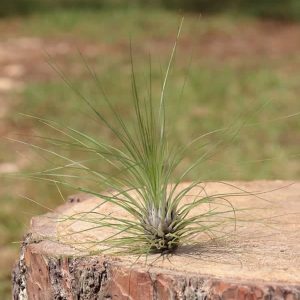 Tenuifolia