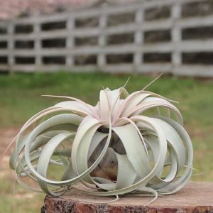 Xerographica