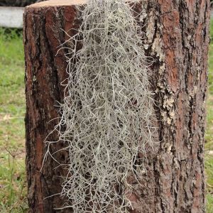 Usneoides