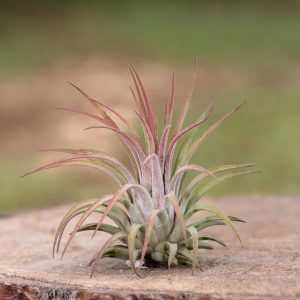 Rubra
