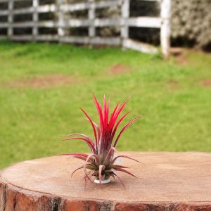 Ionantha Fuego