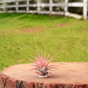 Ionantha Pink