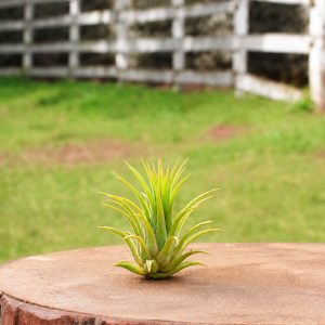 Ionantha Rubra Compacta