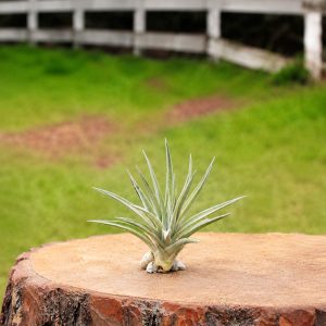 Plagiotropica