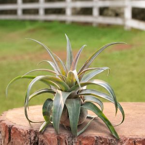 Streptophylla