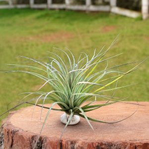 Stricta