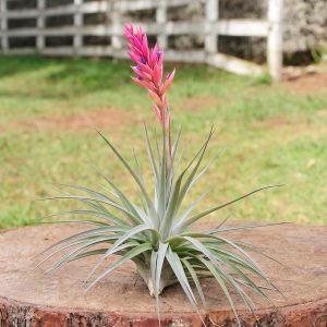 Stricta x Aeranthos